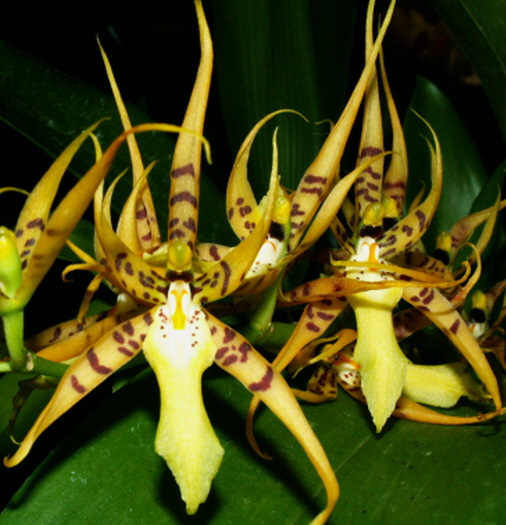 orquidea Brassia lanceana