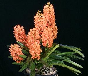 orquidea ascocentrum