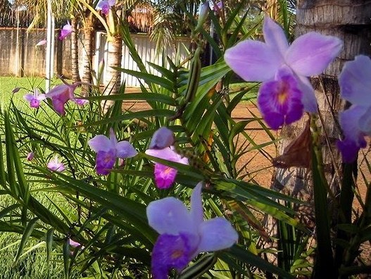 orquidea-bambu1