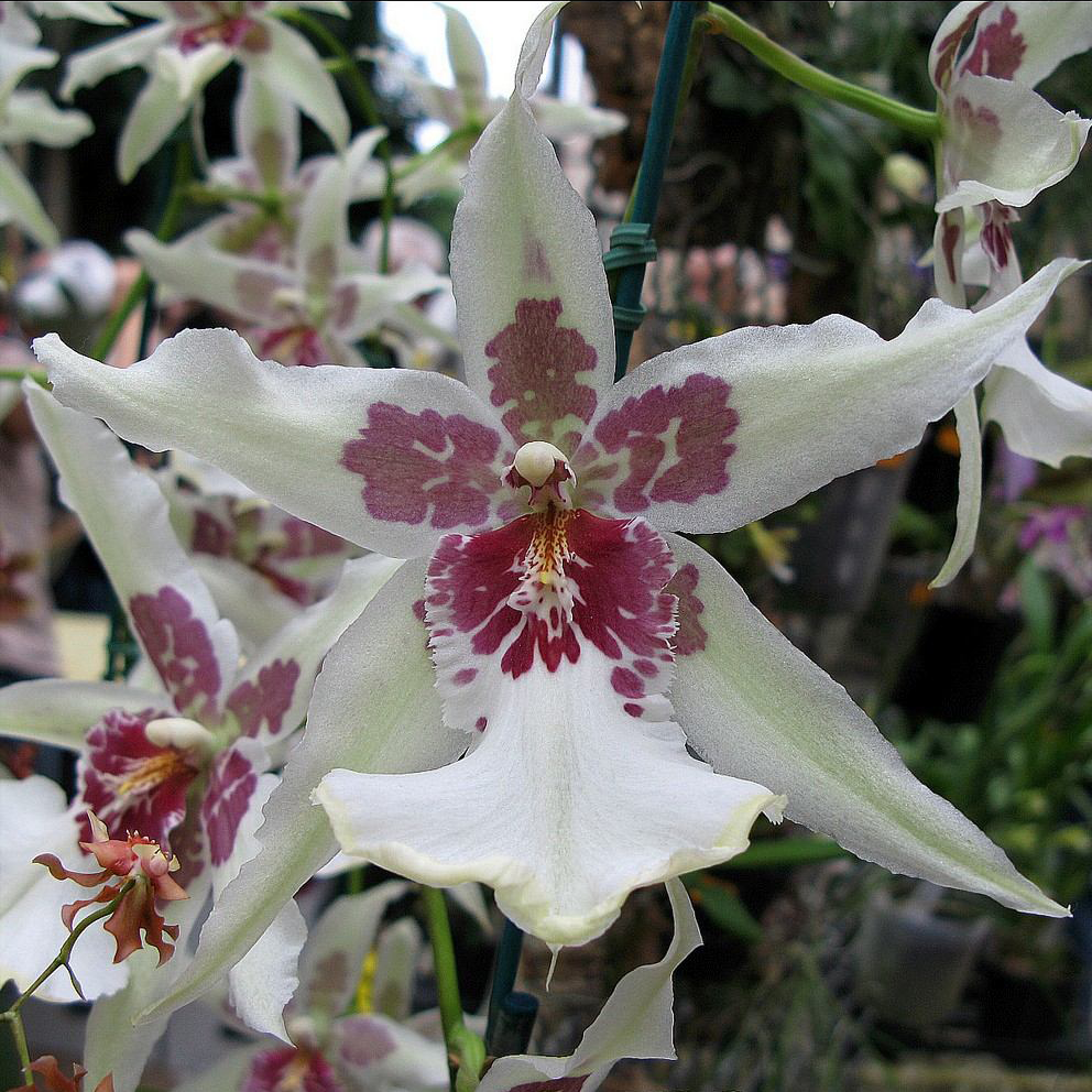 orquidea-beallara-tahoma-F