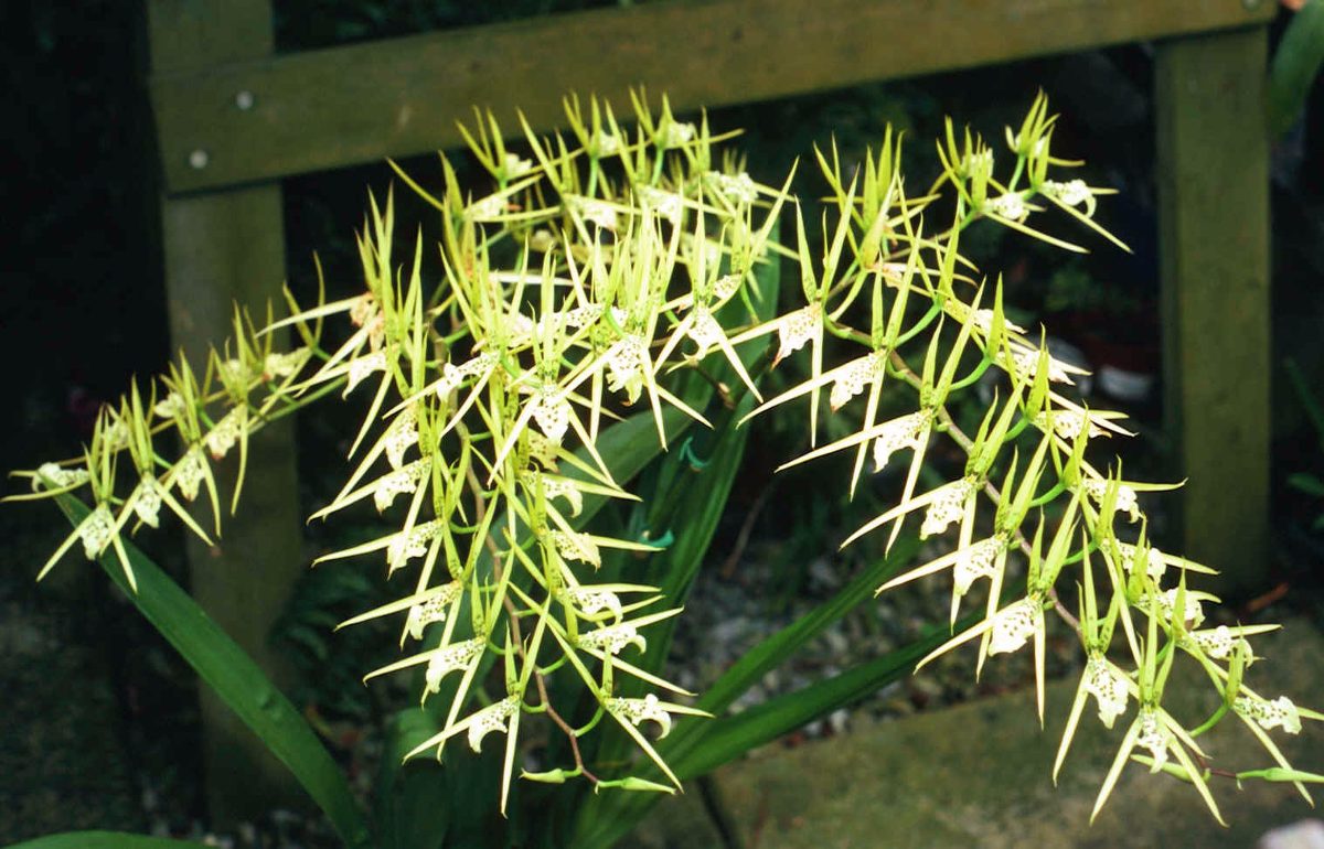 orquidea-brassia