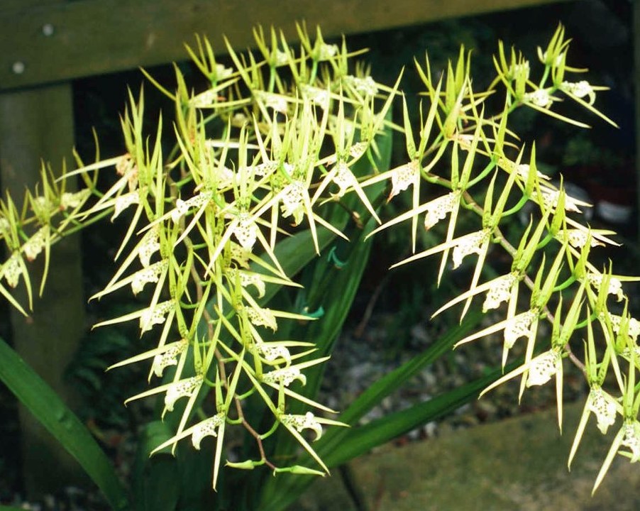 orquidea-brassia