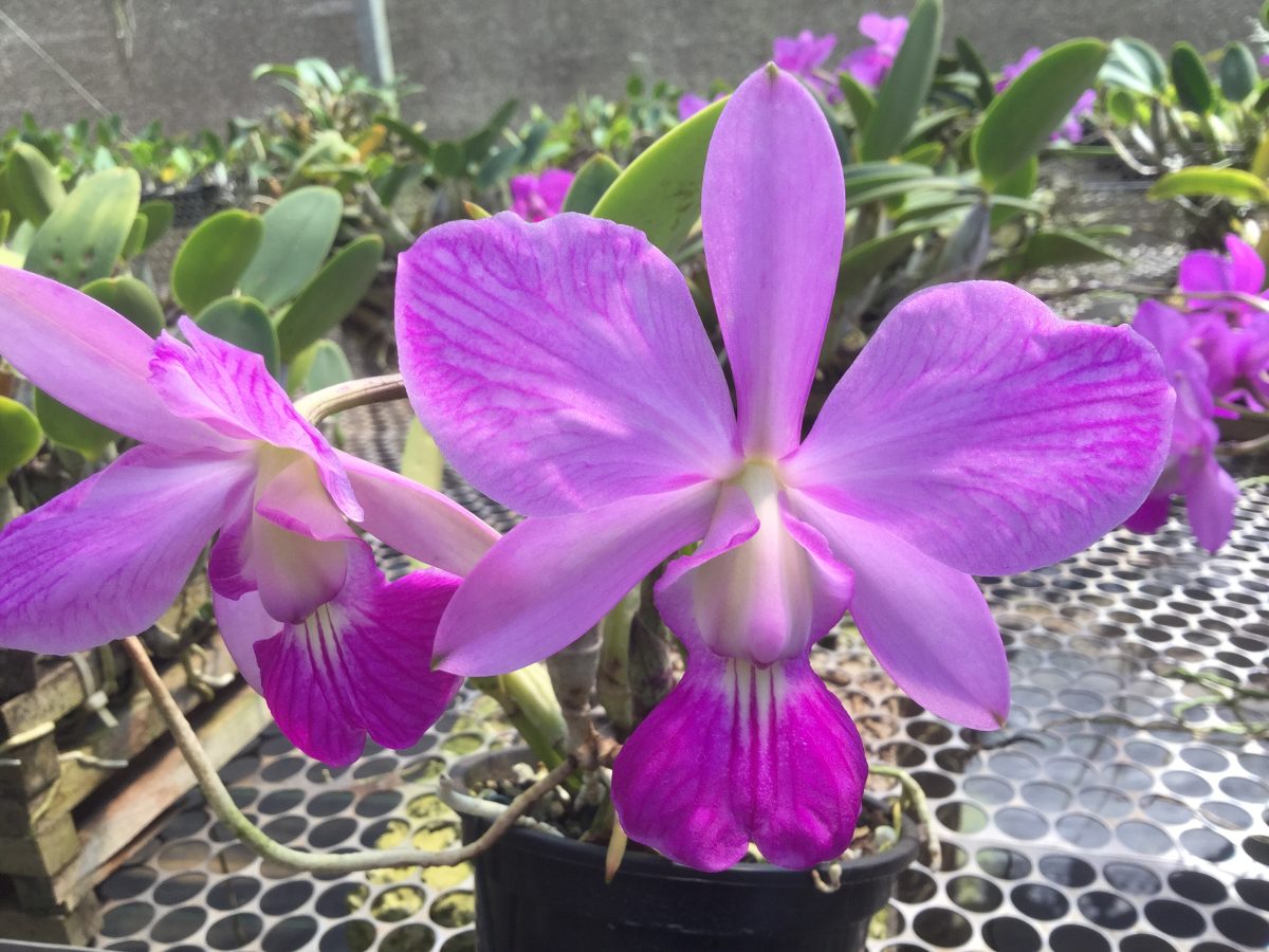 orquidea-cattleya-walkeriana