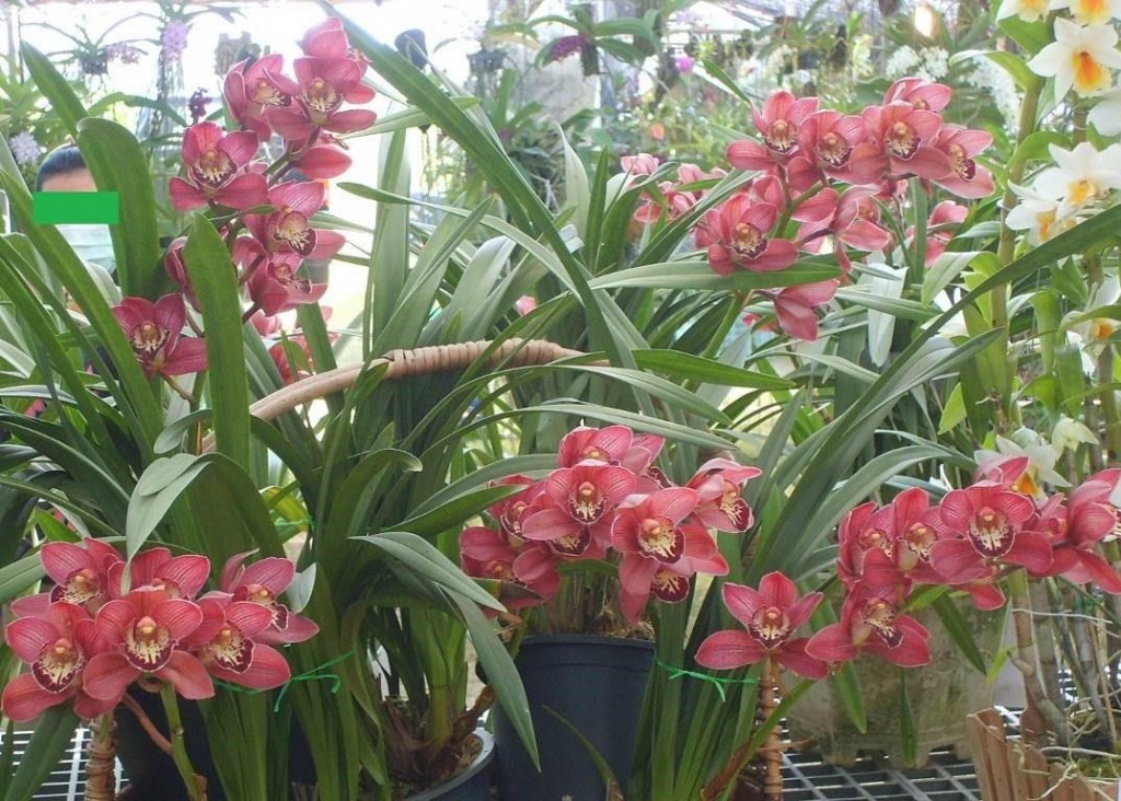 orquidea-cymbidium 