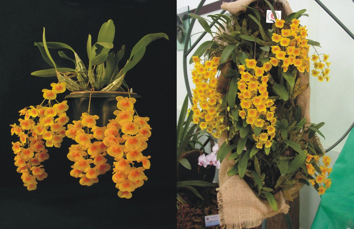 orquidea-dendrobium agregatum