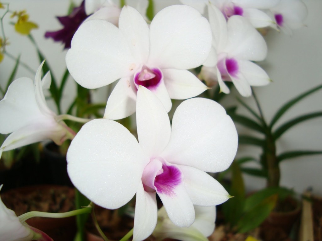 orquidea-denphal