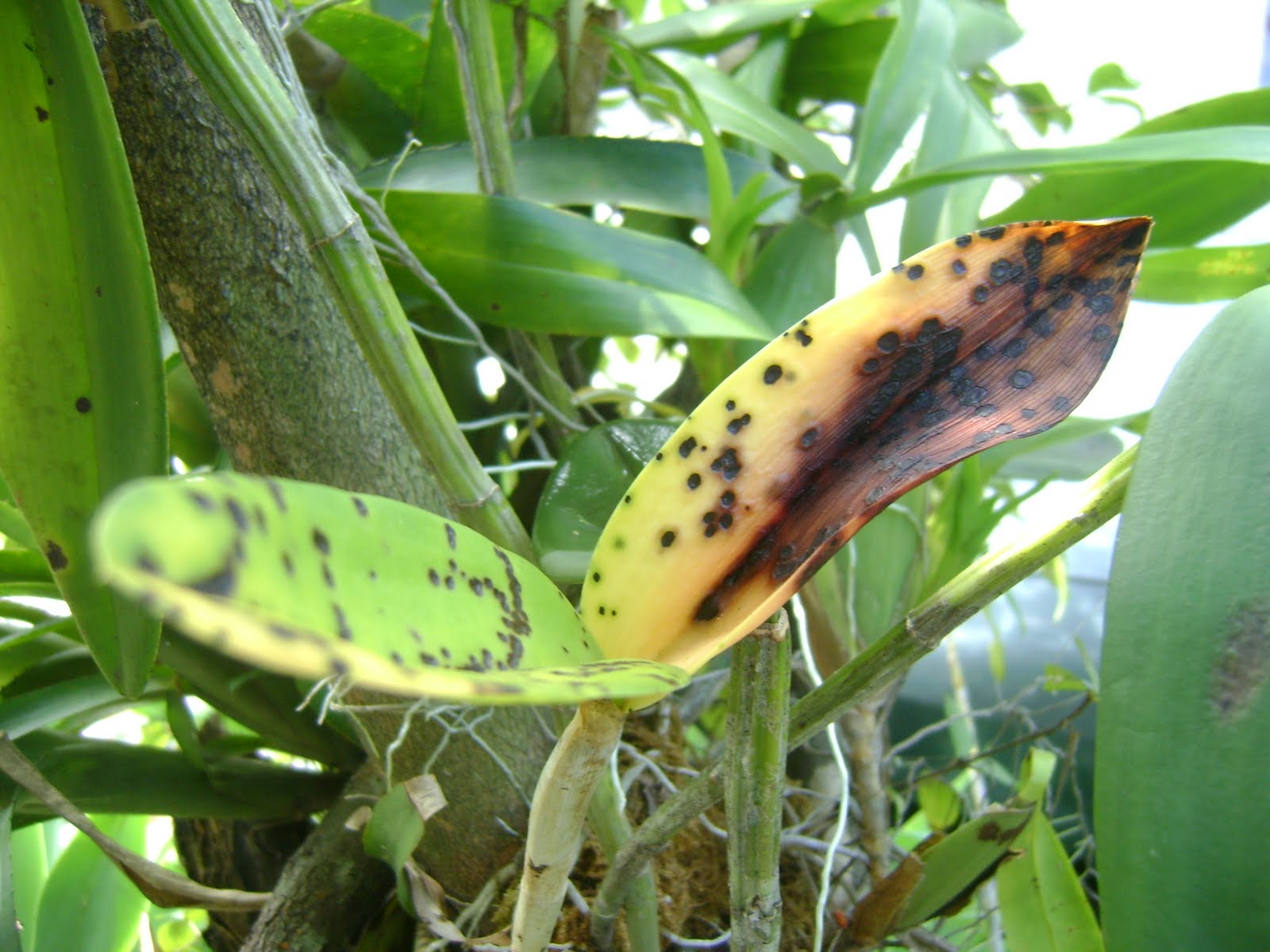 orquidea-doente