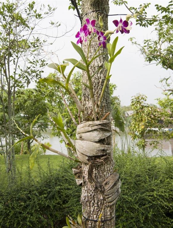 orquidea-em-arvores