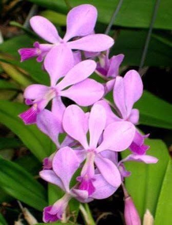 orquidea-encyclia-dichroma