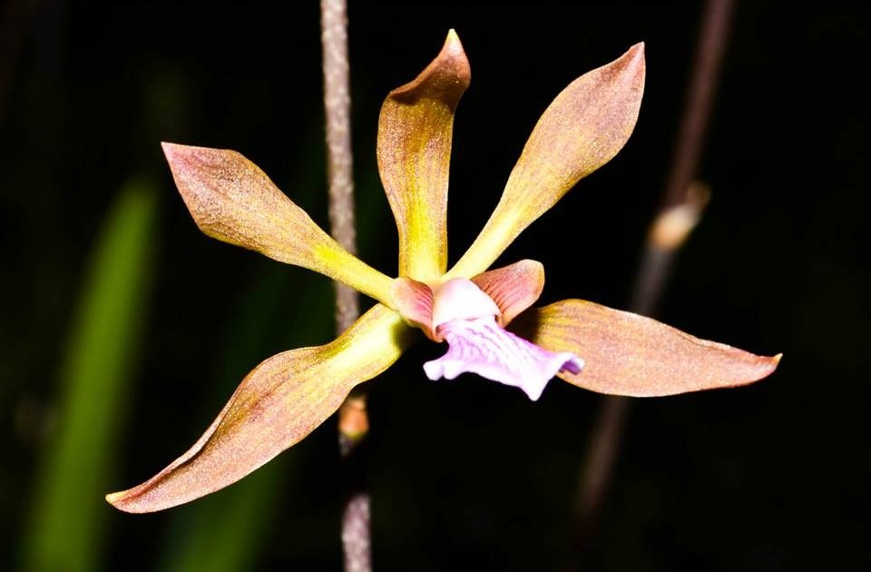 orquidea-encyclia-seidelii