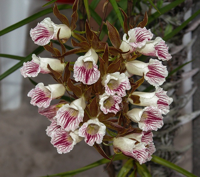 orquidea-galeandra-1