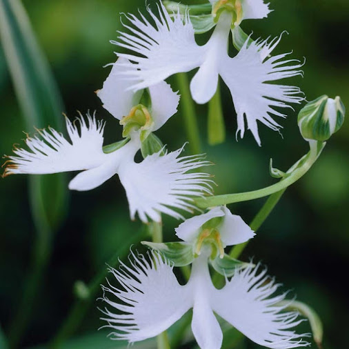 orquidea garça branca