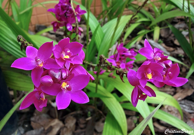 spathoglottis-unguiculata