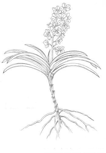 orquidea-monopodial