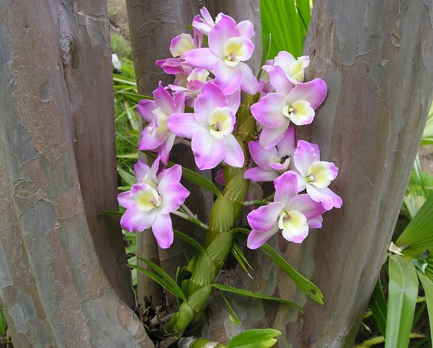 orquidea natureza