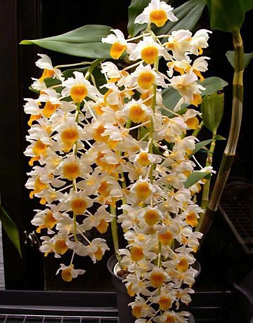 orquidea-rara