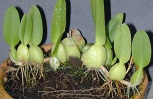 orquidea-rizoma orquidea-rizoma