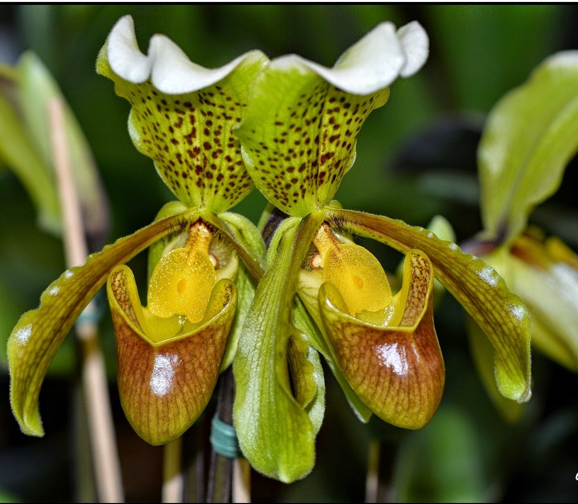 orquidea sapatinho