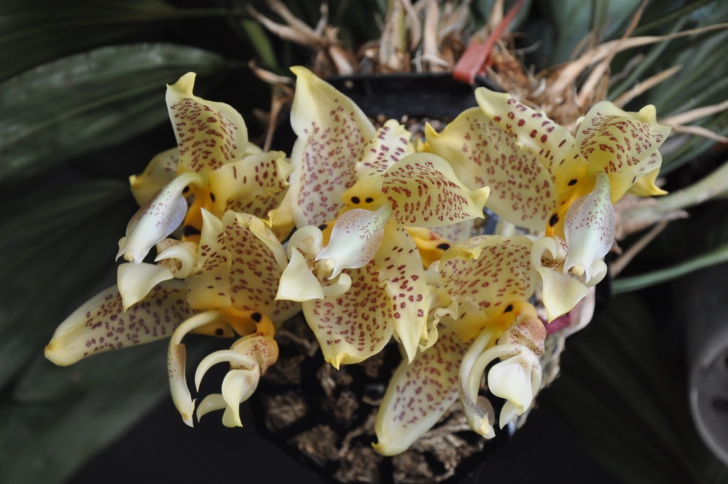 orquidea-stanhopea