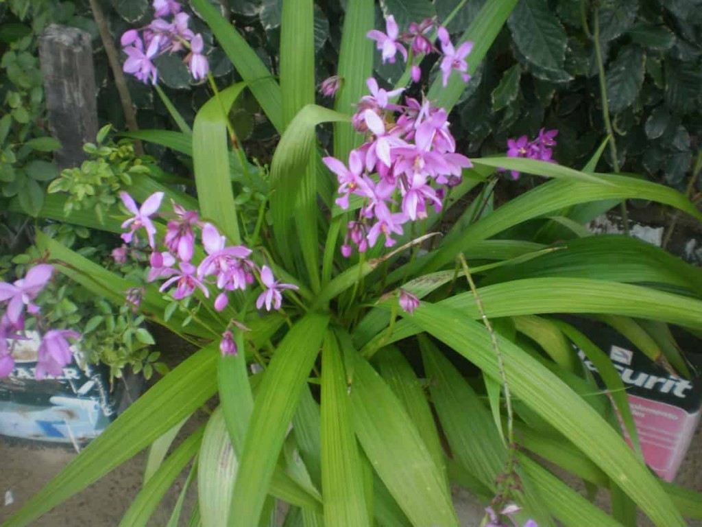 orquidea-terrestre-espathogllotis-plicata