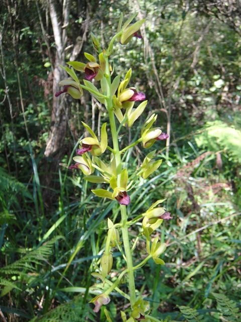 orquidea terrestre1 (2)