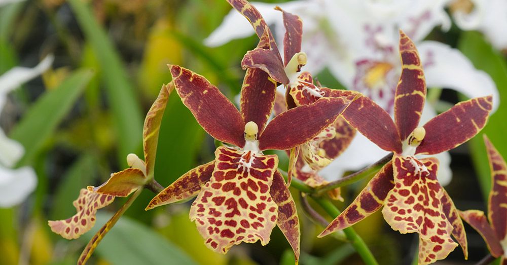orquidea-tolumnia-