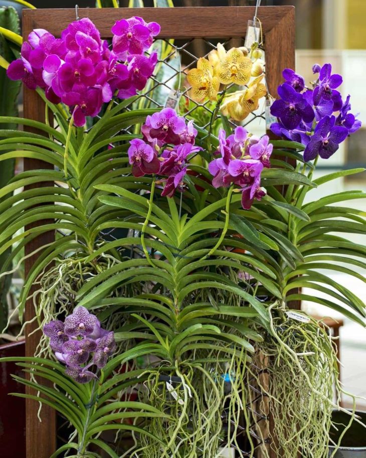 orquidea-vanda-22