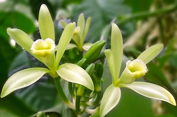 orquidea-vanilla-planifolia