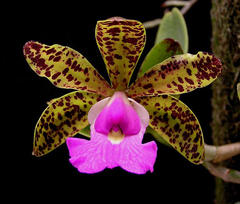 orquidea