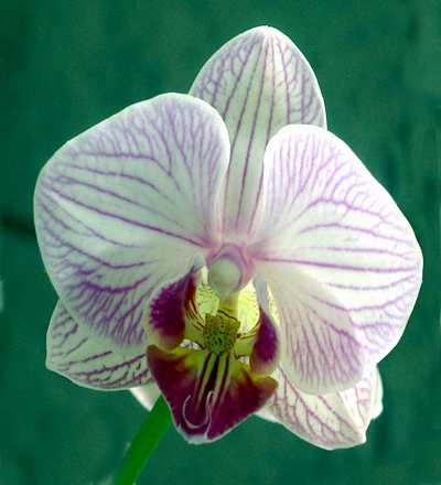 orquidea_2