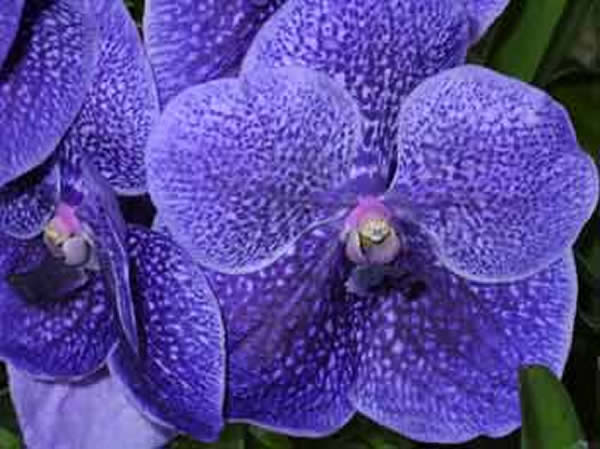 orquidea_azul