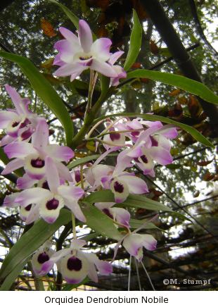 orquidea_dendrobium