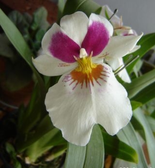 orquidea_miltonia