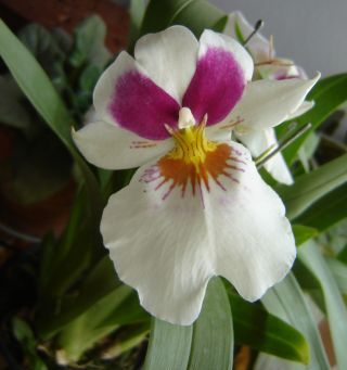 orquidea_miltonia