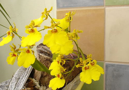 orquidea_oncidium_flores_amarelas