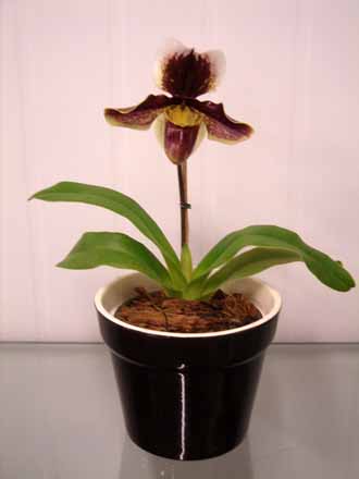 orquidea_paphiopedilum-