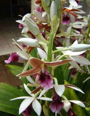 orquidea_phaius_tankervilleae