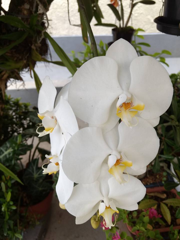 orquideaphalaenopsis