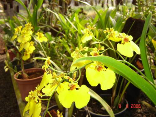 orquideas amarelas