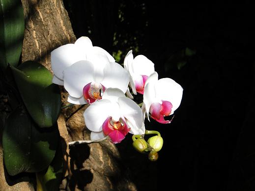 orquideas-em-arvores-como-plantar