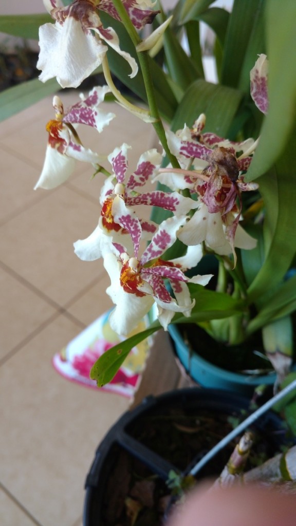 orquideas-oncidium