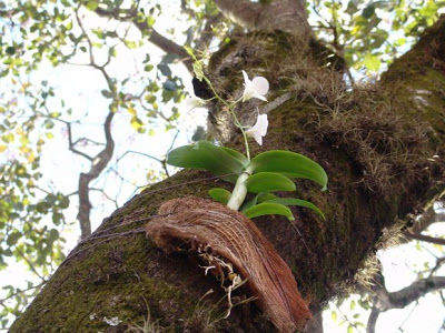 orquideas-plantadas-em-arvores fibradecoco-06