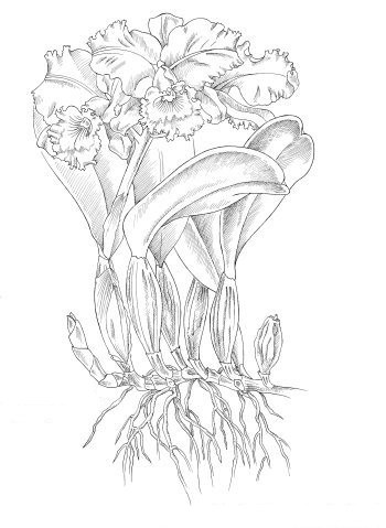 orquideas simpodial