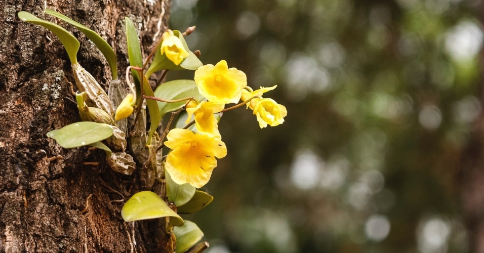 orquideas sobre-cascas-rugosas-e-grossas