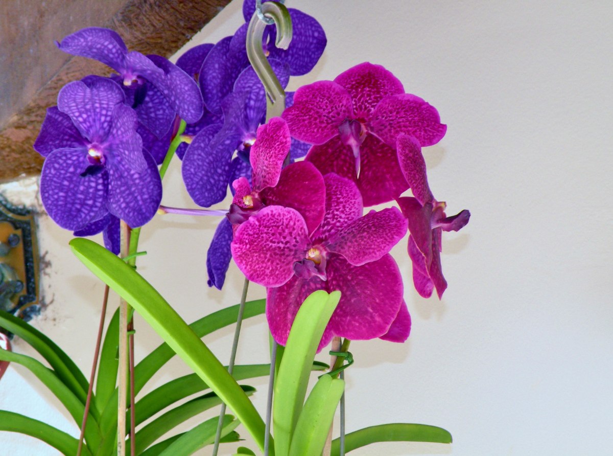 orquideas-vanda-F