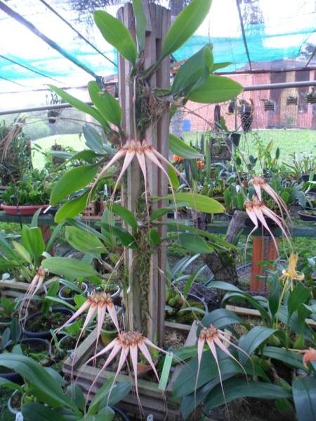 Bulbophyllum