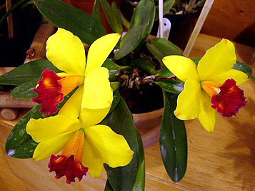 orquideas
