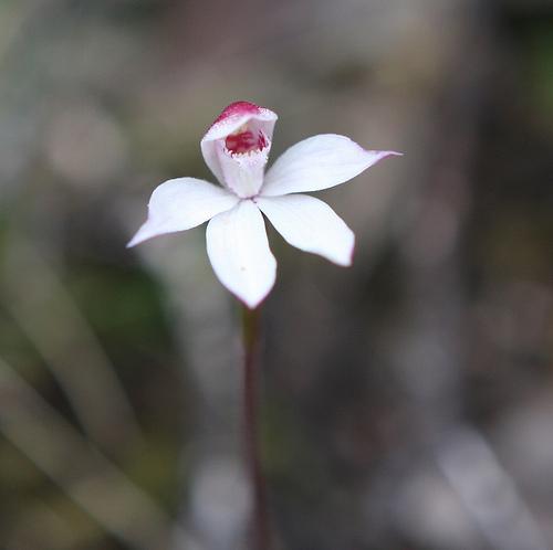 orquideas