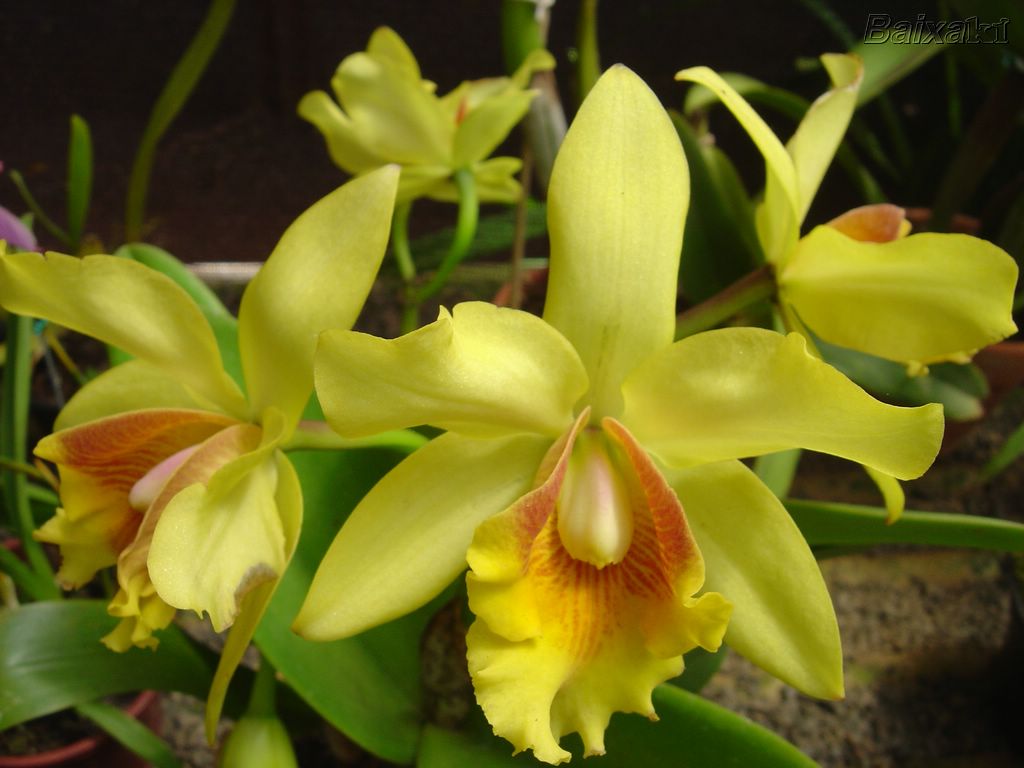 -orquideas800