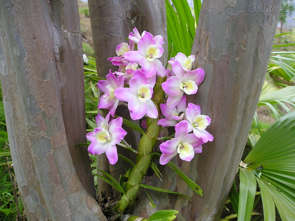 orquideas_005